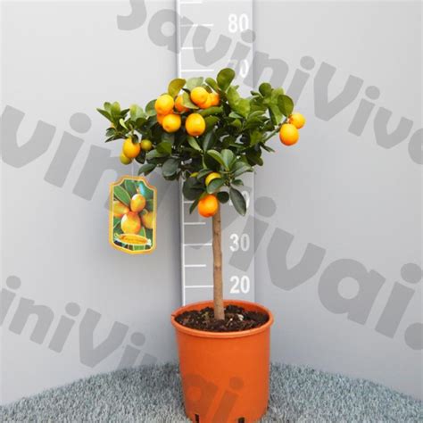 Piante Di Kumquat Savini Vivai