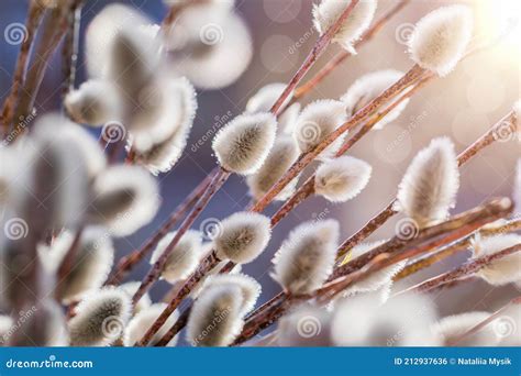 Pussy Willow Blossoming Season Spring Nature Stock Image