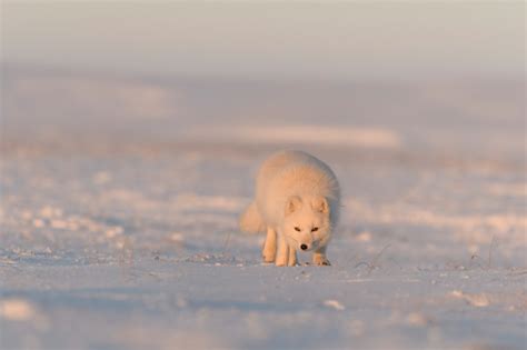 Raposa Do Rtico Vulpes Lagopus Na Tundra Wilde Ao P R Do Sol Hora