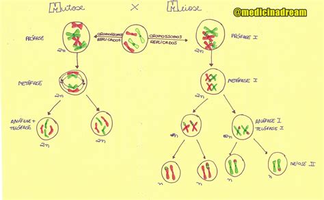 Amantes Da Biologia Prof Alan Calvet Os MAPAS MENTAIS E Os