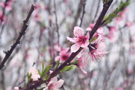 Pink Cherry Blossoms · Free Stock Photo