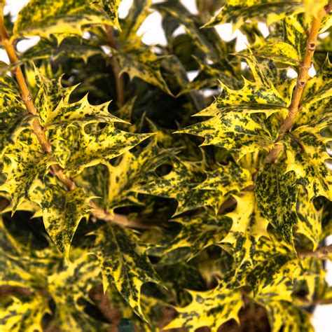 Osmanthus Heterophyllus Tricolor Plant Shop