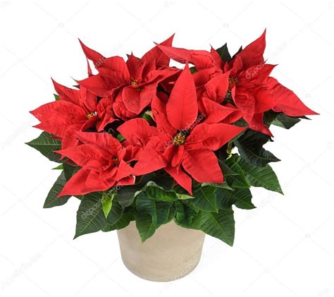 Red poinsettia plant — Stock Photo © scis65 #94832950