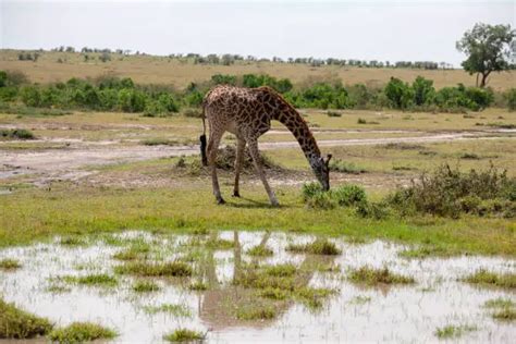 Days Tsavo East Safari From Mombasa Writeupcafe