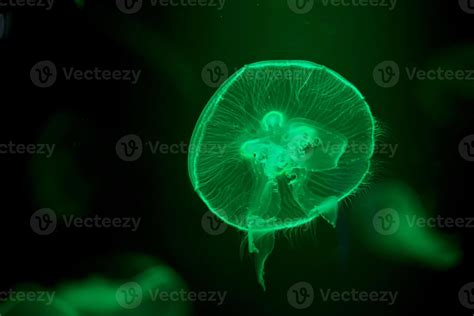 Close Up Jelly Fish Glowing In The Dark With Green Neon Light