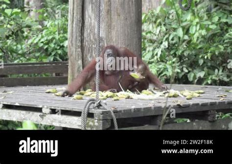 Borneo Orangutan Sepilok Stock Videos Footage Hd And K Video Clips