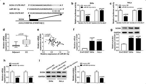 Mir P Interacts With Sox And Negatively Regulates Its Expression