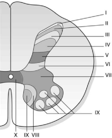 Rexed S Description Of The Spinal Cord Laminae Within Dorsal Horn Gray