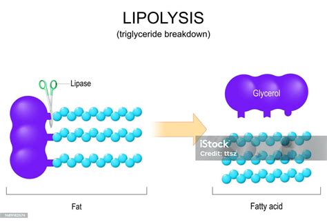 Lipolysis Triglyceride Breakdown Stock Illustration Download Image Now Fatty Acid Adipose