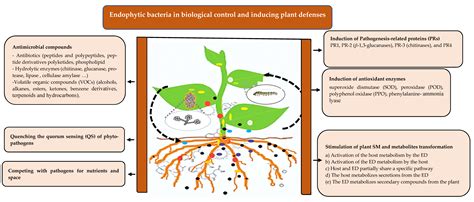 Plants Free Full Text Bacterial Endophytes The Hidden Actor In