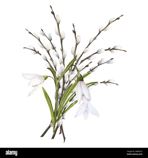 Watercolor Easter Illustration Of Pussy Willow Branches And Snowdrops Bouquet Isolated On White