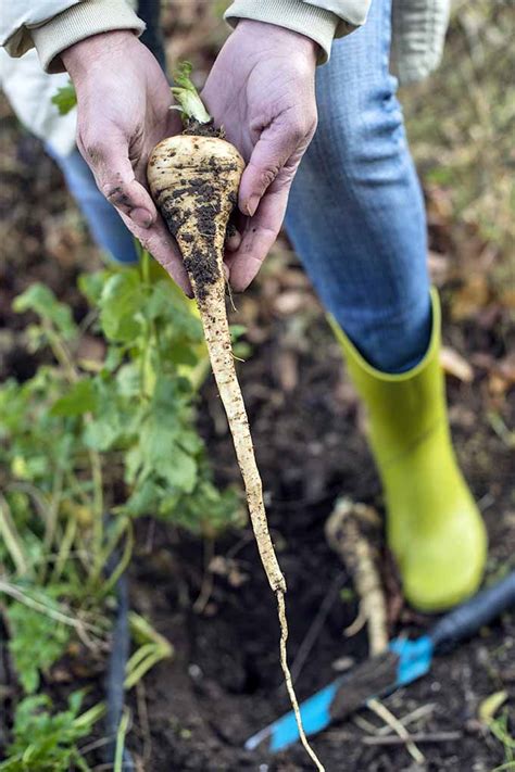 How To Plant And Grow Parsnips Gardeners Path