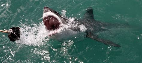 Un Surfeur De Ans Gri Vement Bless Par Un Requin En Australie