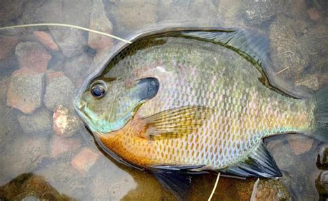 How To Fly Fish For Bluegills Plus A Killer Fly To Try Guide