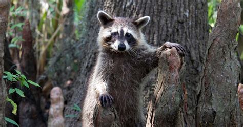 Anthony Folan Photography: Wildlife - Bayou outside of New Orleans LA ...