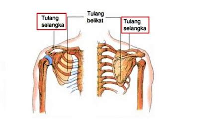 5 Fungsi Tulang Selangka Gambar Lengkap