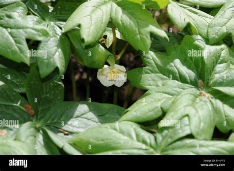 Mayapple Podophyllum Peltatum Plantas Fotograf As E Im Genes De Alta