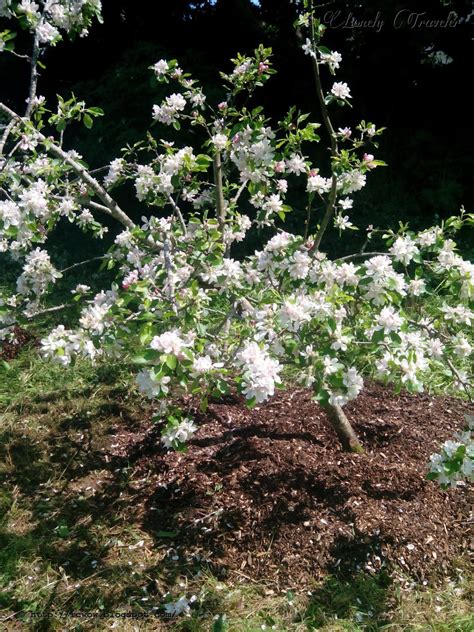 Apple Flower Malus Pumila