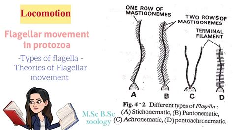 Locomotion Flagellar Movement In Protozoatypes Of Flagella Theories