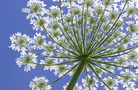 White Blossom Flower Wildflower Free Stock Photo Public Domain Pictures