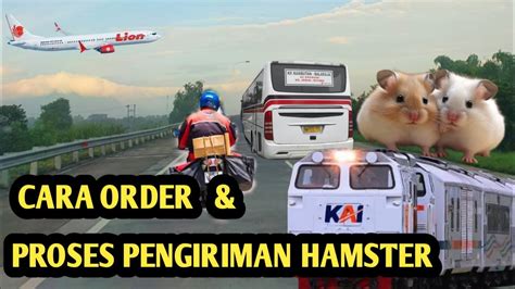 Yakin Gak Mau Ternak Hamster Ini Cara Pembelian Hamster Di Peternak