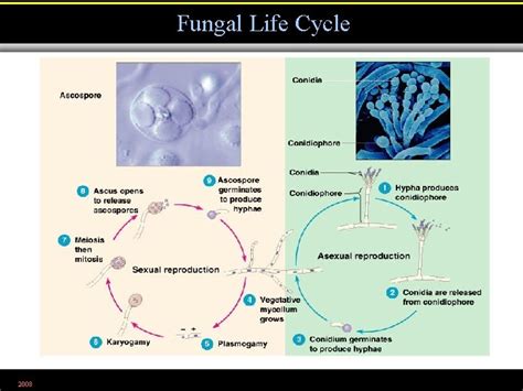 Microbiology Chapter The Eukaryotes Fungi Algae Protozoa