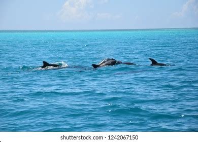 41 Dubai Swimming With Dolphins Images, Stock Photos & Vectors | Shutterstock