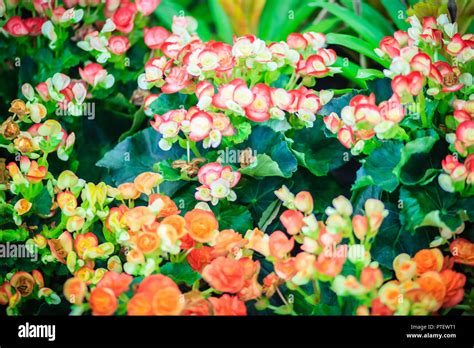 Colorful Hybrid Rieger Begonias Begonia X Hiemalis Are Called Winter