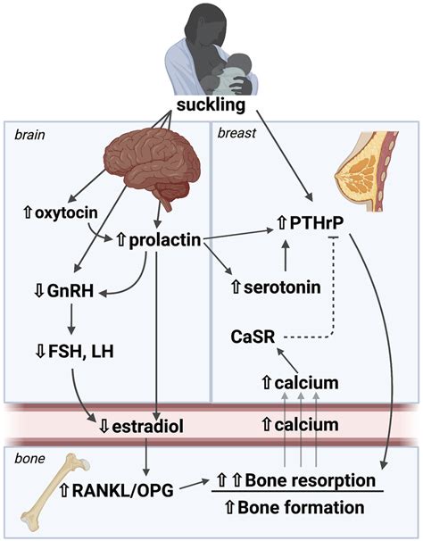 A Brain Breast Bone Axis Regulates Skeletal And Mineral Metabolism