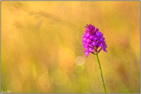 pyramidalis sunset anacamptis pyramidalis canon  meyer flickr