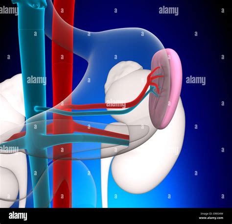 Spleen Human Anatomy with circulatory system on blue background concept ...