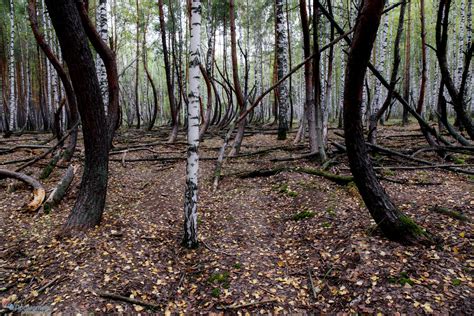 Карта Танцующего леса и его характеристики | Прометеос