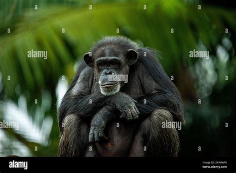 Chimpanzee Also Known As Chimp Is A Sociable Species Of Great Ape