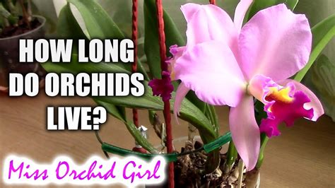 How Long Do Orchids Live Understanding How Orchids Grow Youtube