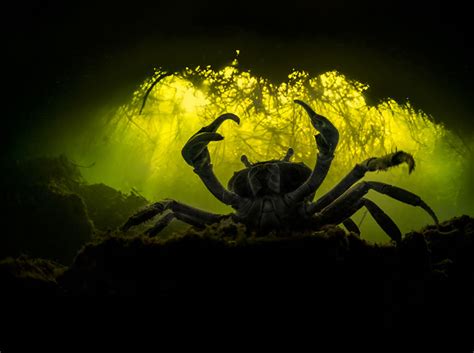 20 Winning Photos Of Mangrove Photography Awards 2022