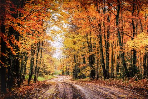 Leaf Peeping Iso