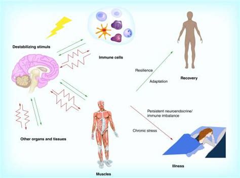 How Chronic Stress Affects Your Dna By Sleptin Cogs163 Metabolic Brain Disorders Ucsd Medium