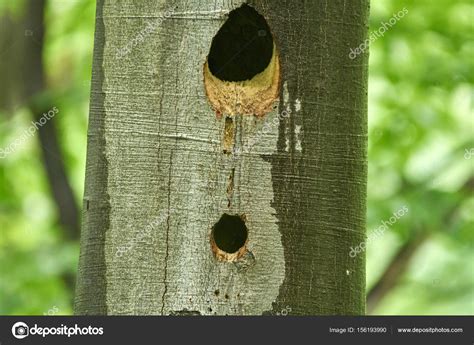 Nidos De Aves En Rboles Fotograf A De Stock Xalanx