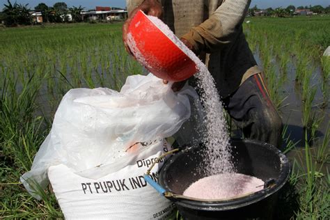 pupuk indonesia dorong produktivitas pertanian