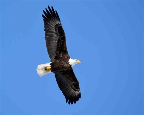 Saving the Bald Eagle – a Conservation Success Story | Defenders of