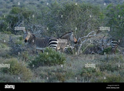 Endangered Cape Mountain Zebra Equus Zebra Addo Elephant National