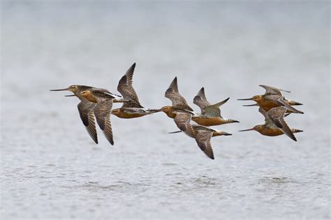 The Bird That Flew From Alaska To Tasmania Without Stopping TwistedSifter