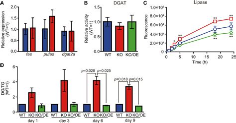 Figure 8 From Regulation Of Tg Accumulation And Lipid Droplet