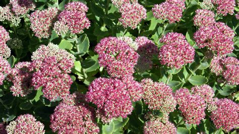 Sedum Snoeien In De Zomer Tips En Technieken