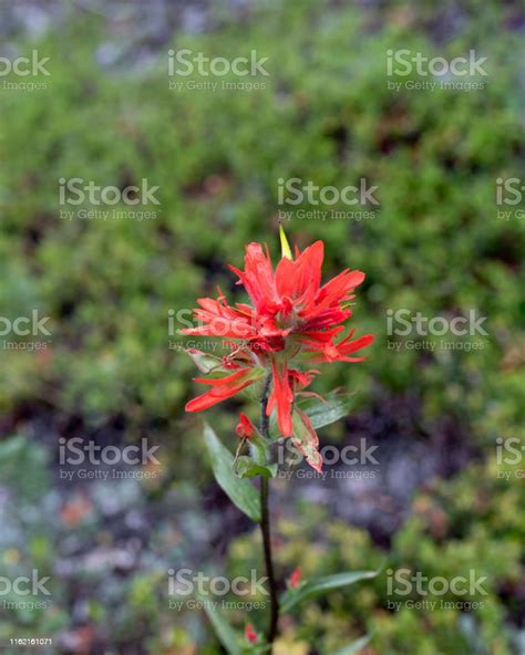 Red Indian Paintbrush Flower Stock Photo Download Image Now Beauty