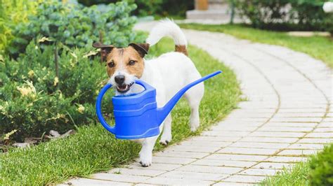 Cómo Adecuar El Jardín Para Perritos The Home Depot Blog