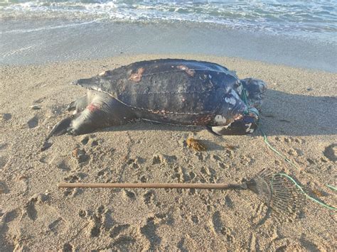 Encuentran A Una Tortuga Muerta En La Playa De Calahonda Rea Costa