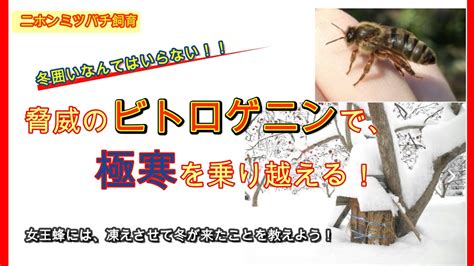 【趣味のニホンミツバチ養蜂】ニホンミツバチの越冬には、冬囲いなんていらない！女王蜂に冬の到来を知らせて、十分に凍えさせましょう♪ Youtube