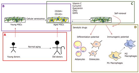 Effect Of Aging On Behaviour Of Mesenchymal Stem Cells