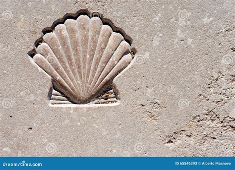 Scallop Seashell Symbol Of Pilgrimage Stock Image Image Of Camino